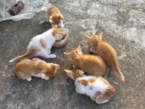 Gato raça SRD-ViraLata idade Abaixo de 2 meses nome Gatos amarelos/brancos filhotes