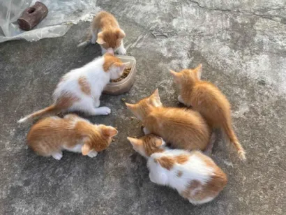 Gato raça SRD-ViraLata idade Abaixo de 2 meses nome Gatos amarelos/brancos filhotes
