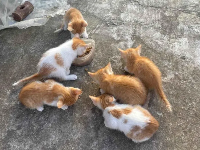 Gato ra a SRD-ViraLata idade Abaixo de 2 meses nome Gatos amarelos/brancos filhotes