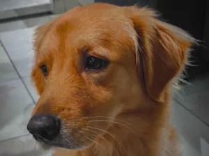 Cachorro raça SRD-ViraLata idade 1 ano nome Simba