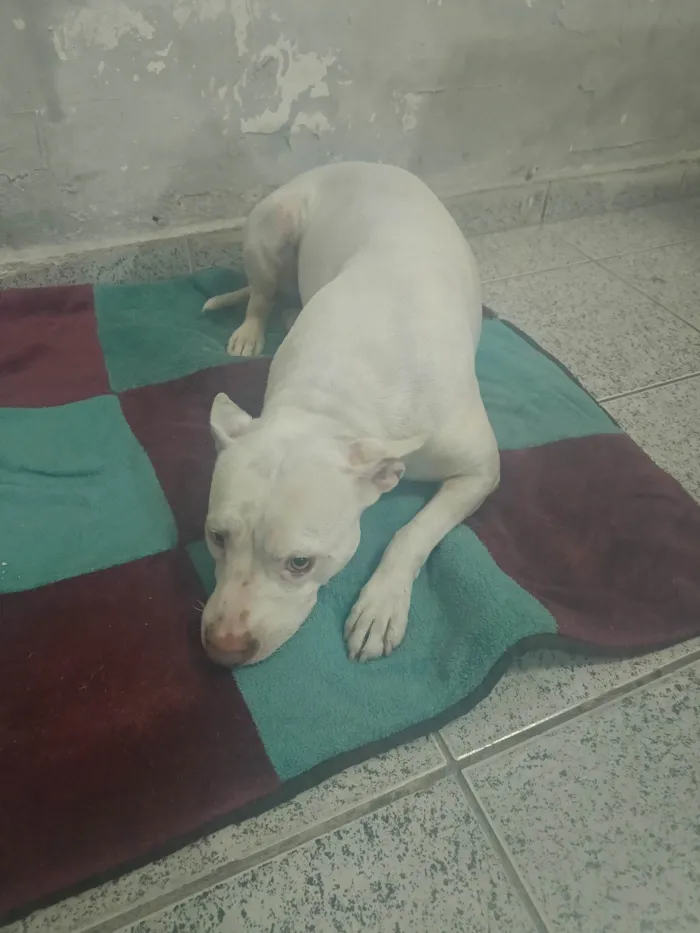 Cachorro ra a Pit-Bull idade 1 ano nome Sem nome