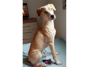 Cachorro raça SRD-ViraLata idade 7 a 11 meses nome Molly