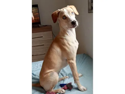 Cachorro raça SRD-ViraLata idade 7 a 11 meses nome Molly
