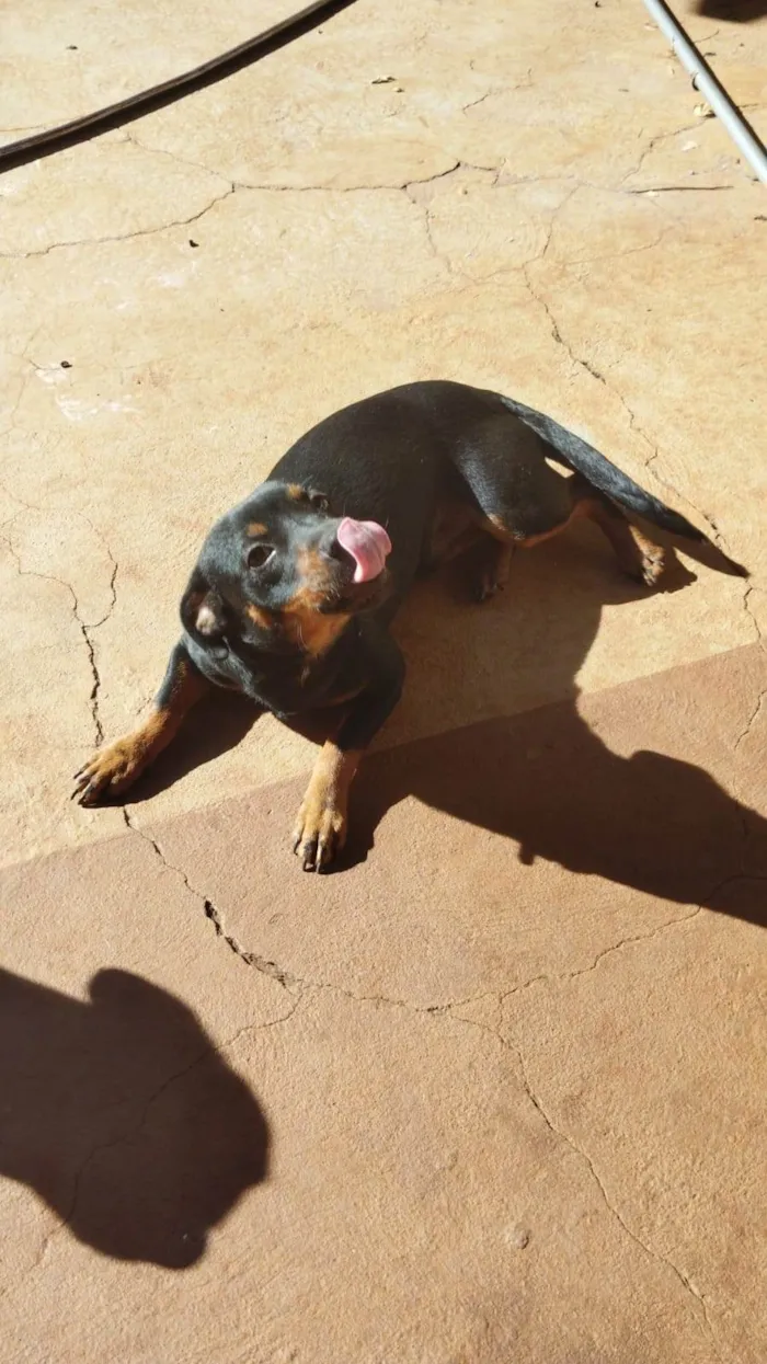 Cachorro ra a SRD-ViraLata idade 7 a 11 meses nome Wayde 