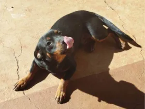Cachorro raça SRD-ViraLata idade 7 a 11 meses nome Wayde 