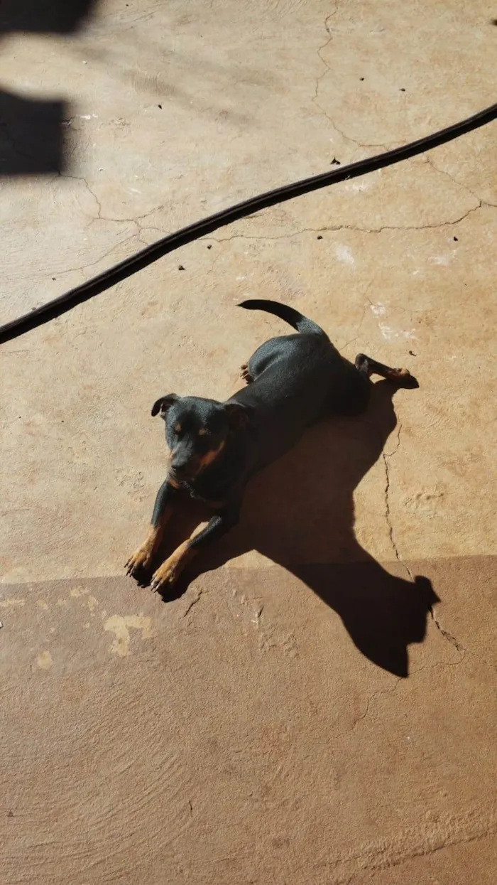 Cachorro ra a SRD-ViraLata idade 7 a 11 meses nome Wayde 