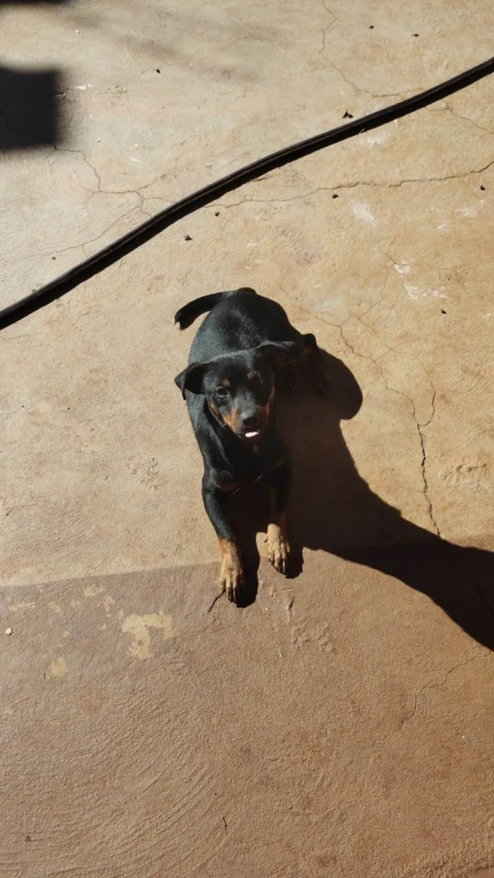 Cachorro ra a SRD-ViraLata idade 7 a 11 meses nome Wayde 