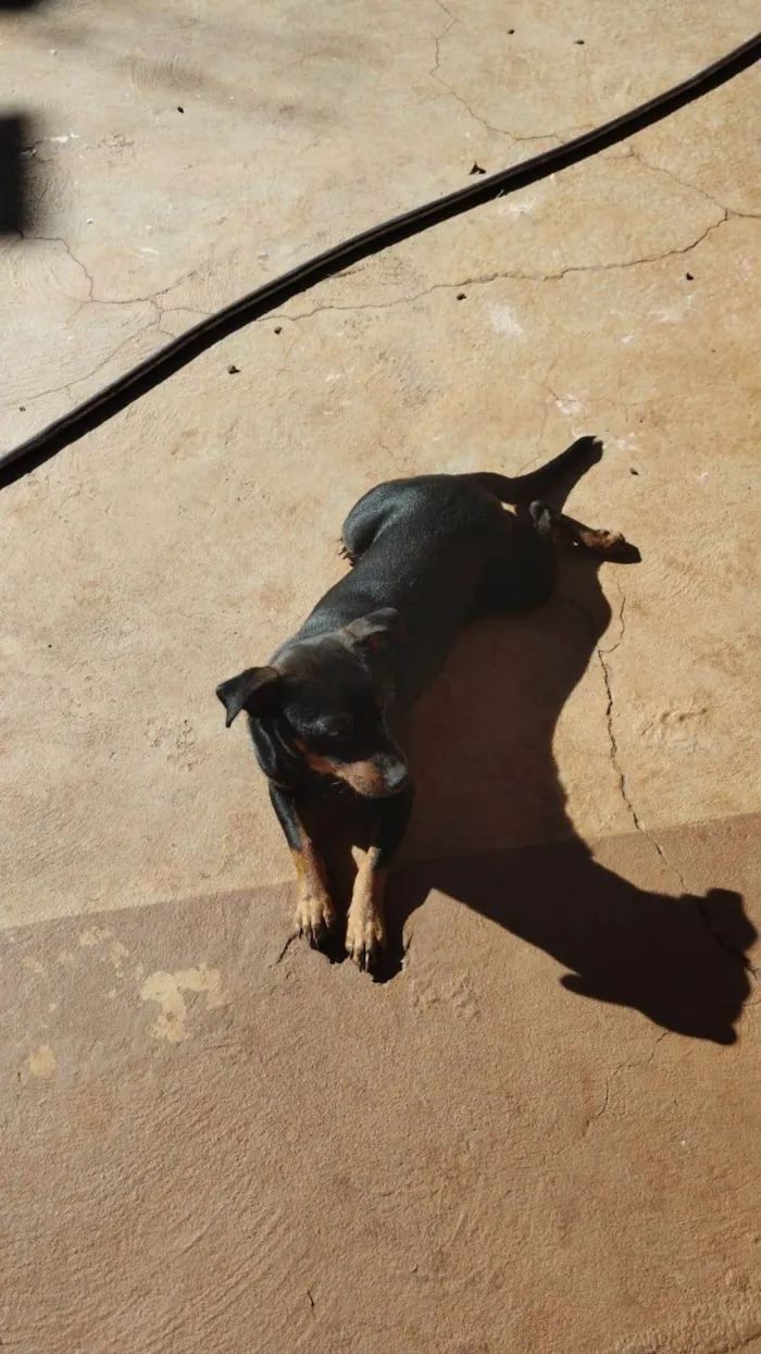 Cachorro ra a SRD-ViraLata idade 7 a 11 meses nome Wayde 
