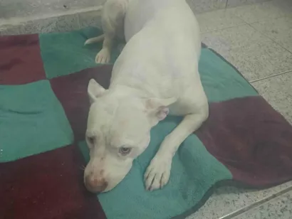 Cachorro raça Pit-Bull idade 1 ano nome Sem nome