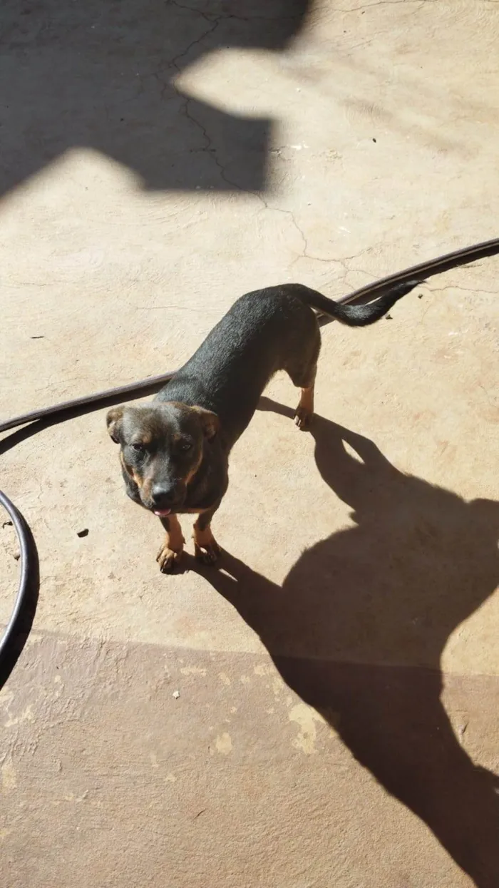 Cachorro ra a SRD-ViraLata idade 7 a 11 meses nome Logan