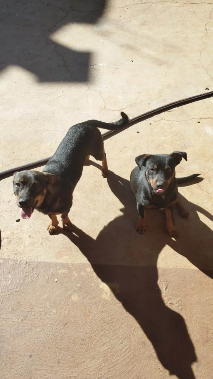 Cachorro ra a SRD-ViraLata idade 7 a 11 meses nome Logan