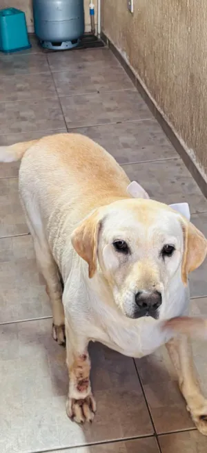 Cachorro raça Labrador idade 4 anos nome Chase e Pandora