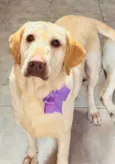 Chase e Pandora