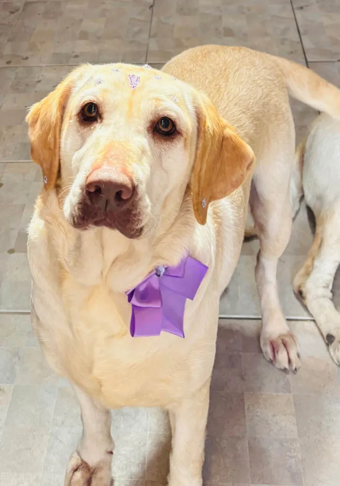 Cachorro ra a Labrador idade 4 anos nome Chase e Pandora