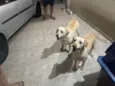 Chase e Pandora