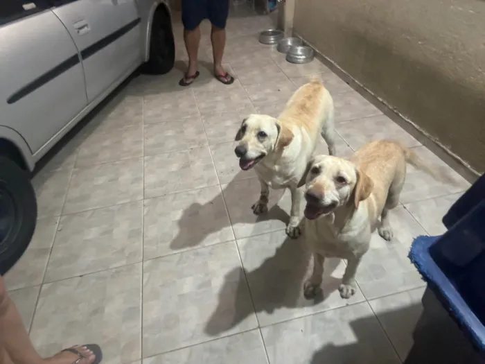Cachorro ra a Labrador idade 4 anos nome Chase e Pandora