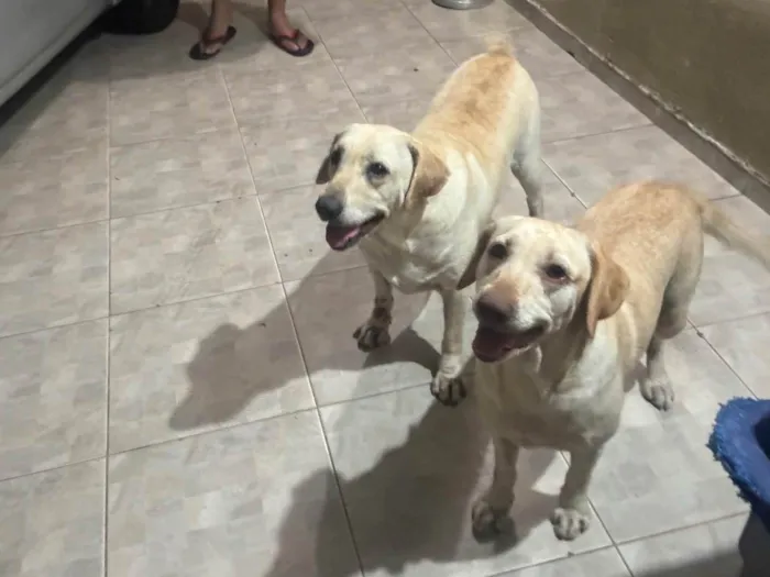 Cachorro ra a Labrador idade 4 anos nome Chase e Pandora