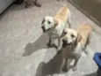 Chase e Pandora
