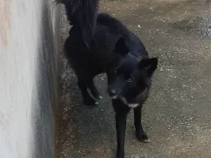 Cachorro raça Border collie  idade 2 anos nome Luna