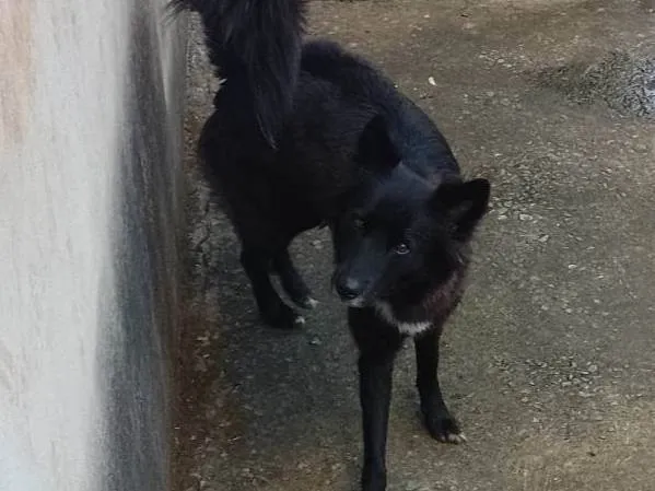 Cachorro ra a Border collie idade 2 anos nome Luna
