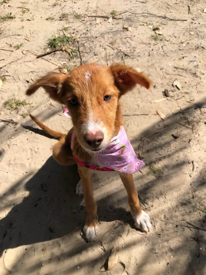 Cachorro ra a SRD-ViraLata idade 7 a 11 meses nome Princesa