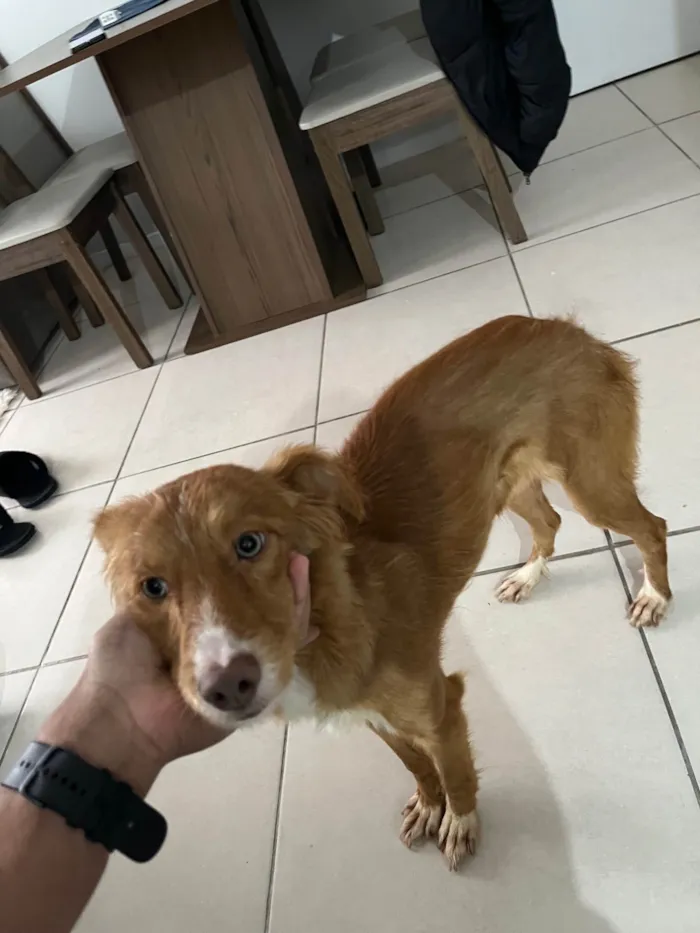 Cachorro ra a SRD-ViraLata idade 7 a 11 meses nome Princesa