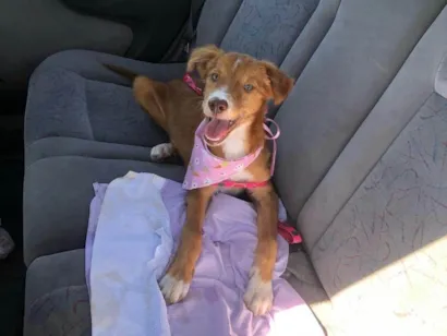 Cachorro raça SRD-ViraLata idade 7 a 11 meses nome Princesa