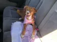 Princesa