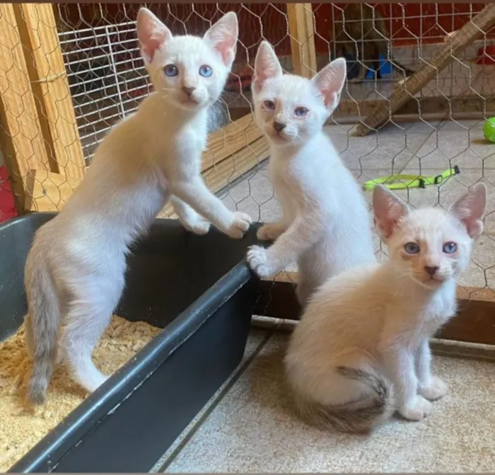 Gato ra a SRD-ViraLata idade 2 a 6 meses nome Irmãos coragem 