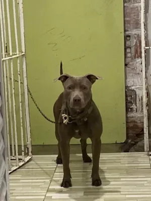 Cachorro raça Pit-Bull idade 1 ano nome Zeus