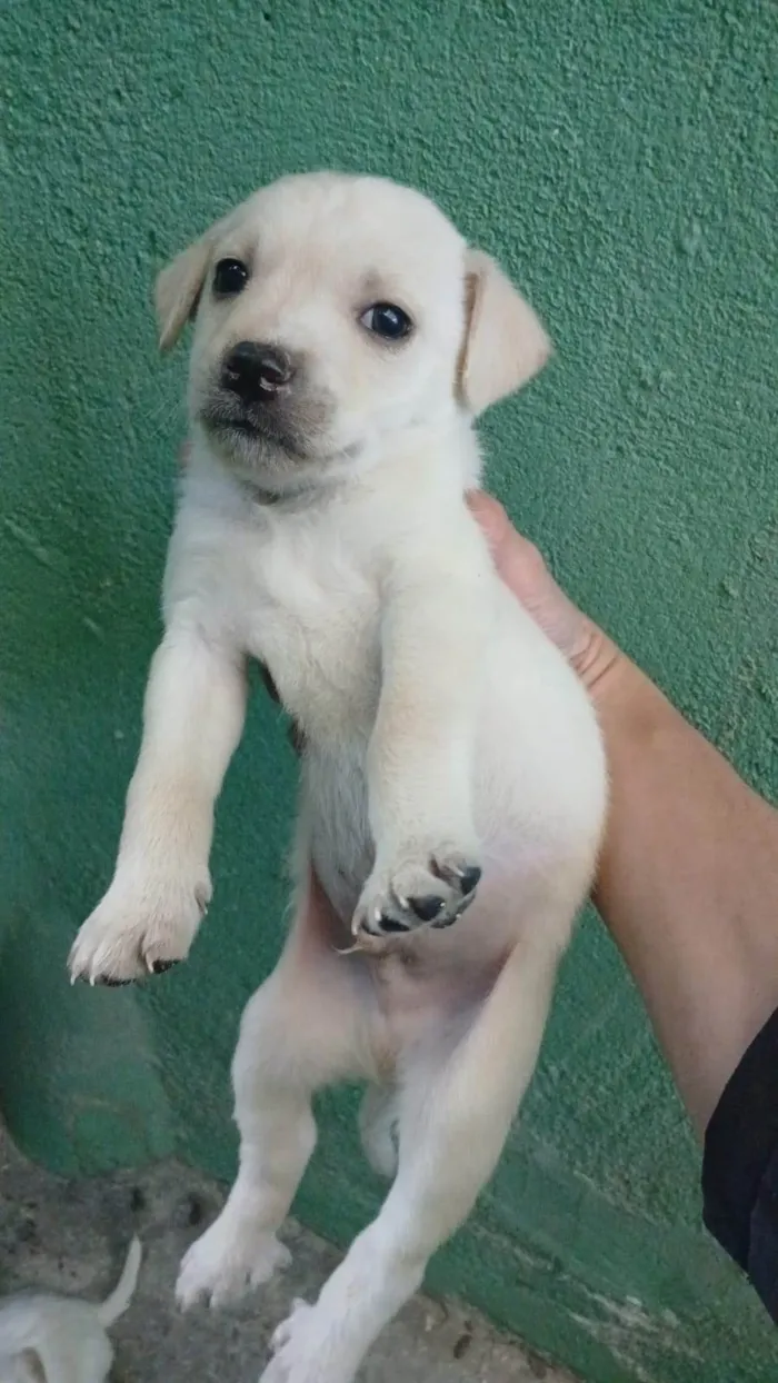 Cachorro ra a SRD-ViraLata idade Abaixo de 2 meses nome Falar com Ícaro - Whats 11 98832-0138