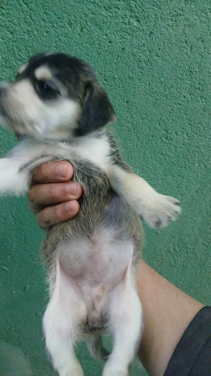 Cachorro ra a SRD-ViraLata idade Abaixo de 2 meses nome Falar com Ícaro - Whats 11 98832-0138