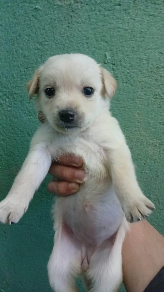 Cachorro ra a SRD-ViraLata idade Abaixo de 2 meses nome Falar com Ícaro - Whats 11 98832-0138