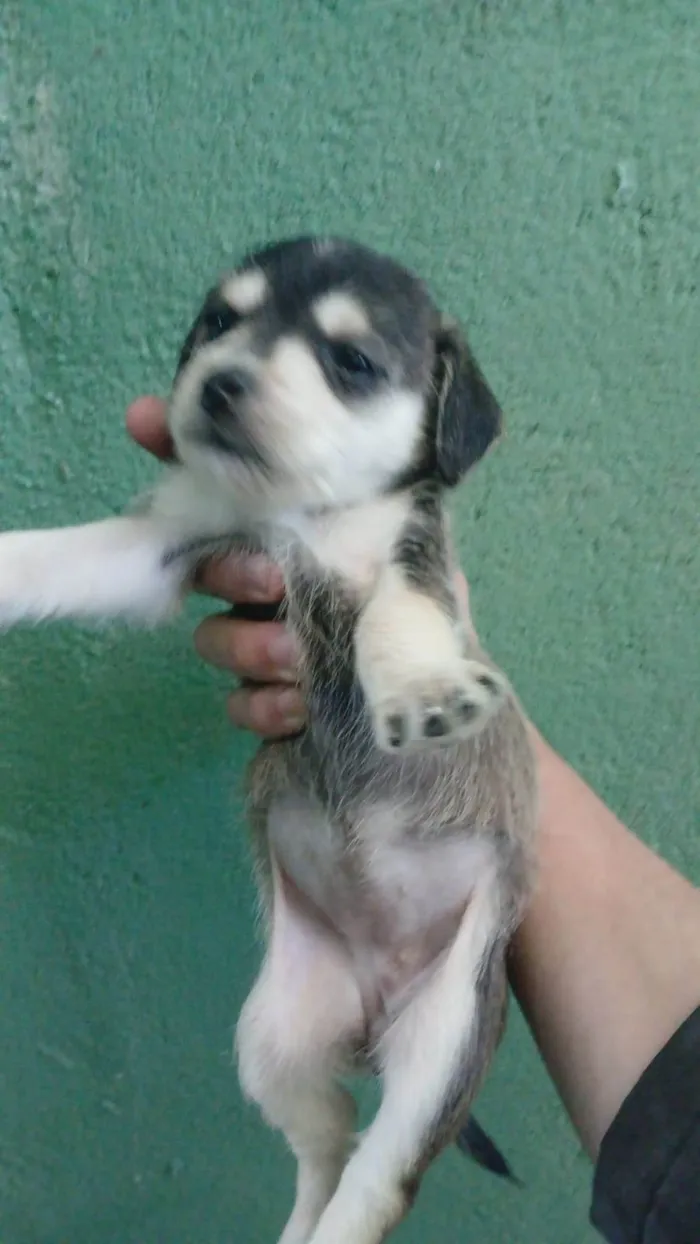 Cachorro ra a SRD-ViraLata idade Abaixo de 2 meses nome Falar com Ícaro - Whats 11 98832-0138