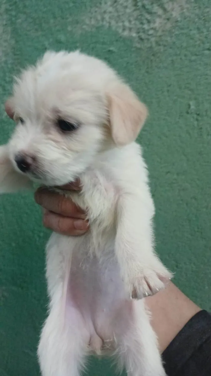 Cachorro ra a SRD-ViraLata idade Abaixo de 2 meses nome Falar com Ícaro - Whats 11 98832-0138