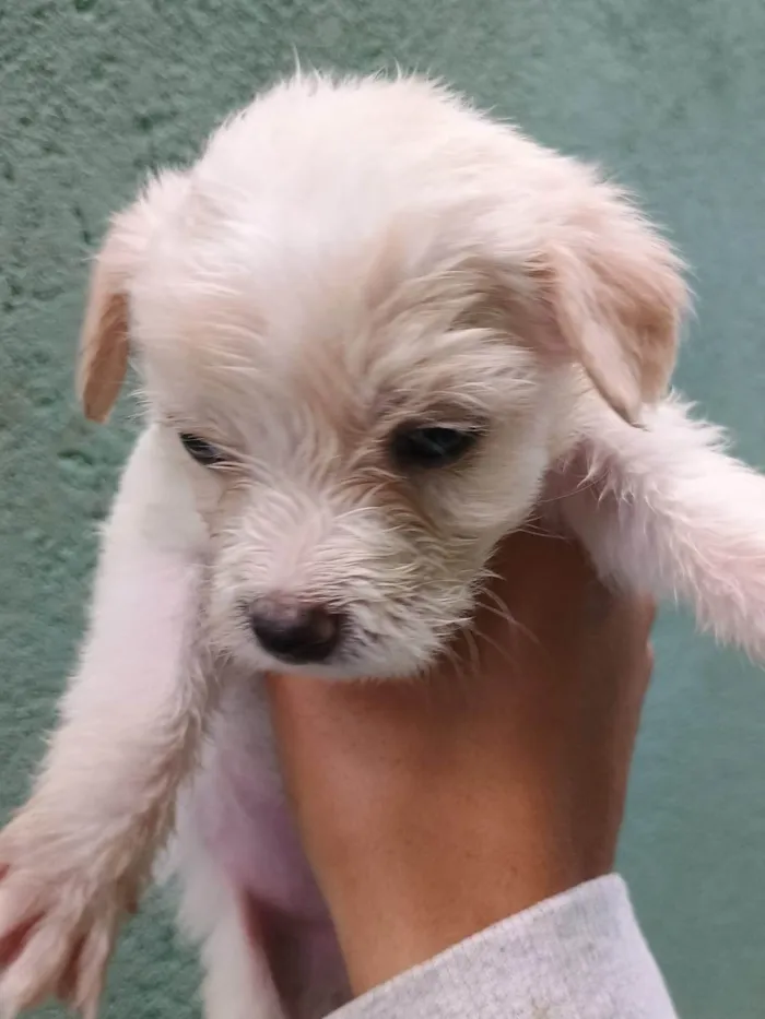 Cachorro ra a SRD-ViraLata idade Abaixo de 2 meses nome Falar com Ícaro - Whats 11 98832-0138