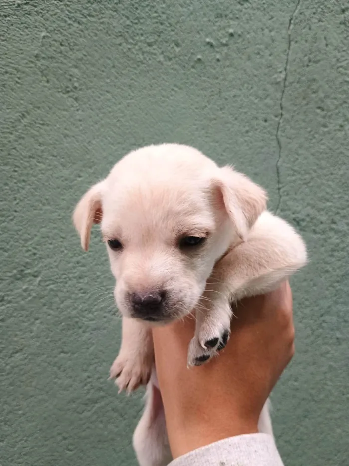 Cachorro ra a SRD-ViraLata idade Abaixo de 2 meses nome Falar com Ícaro - Whats 11 98832-0138