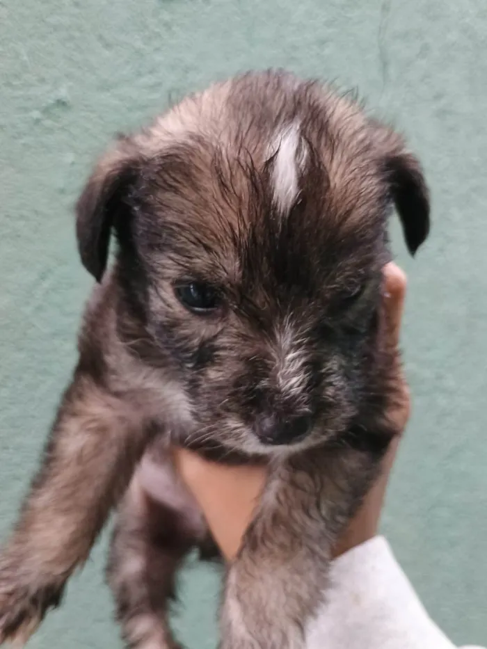 Cachorro ra a SRD-ViraLata idade Abaixo de 2 meses nome Falar com Ícaro - Whats 11 98832-0138
