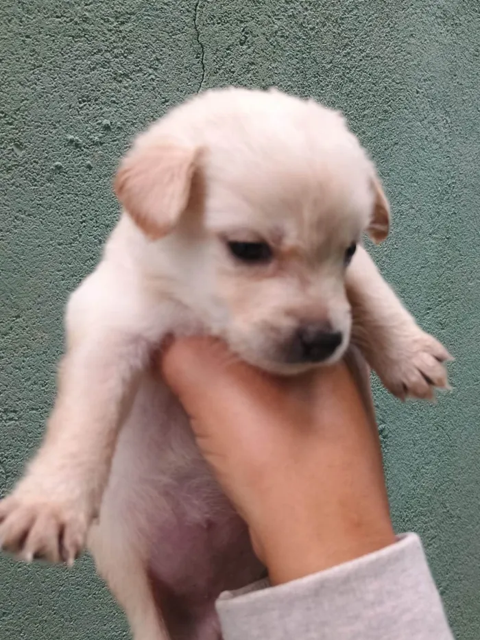 Cachorro ra a SRD-ViraLata idade Abaixo de 2 meses nome Falar com Ícaro - Whats 11 98832-0138