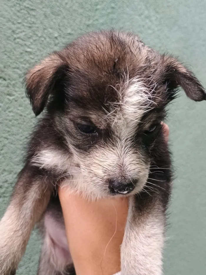 Cachorro ra a SRD-ViraLata idade Abaixo de 2 meses nome Falar com Ícaro - Whats 11 98832-0138