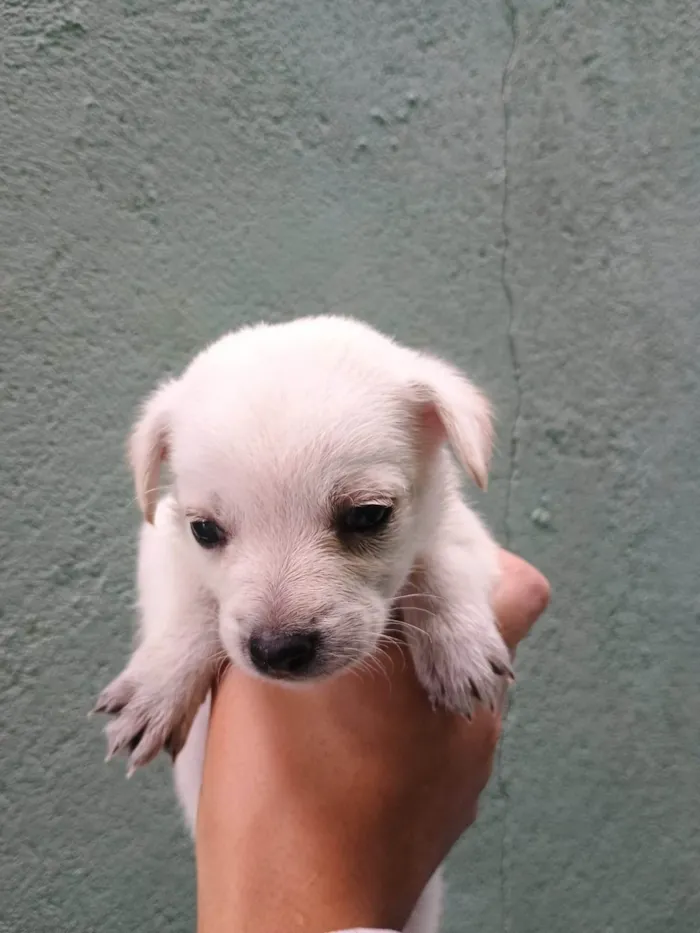 Cachorro ra a SRD-ViraLata idade Abaixo de 2 meses nome Falar com Ícaro - Whats 11 98832-0138