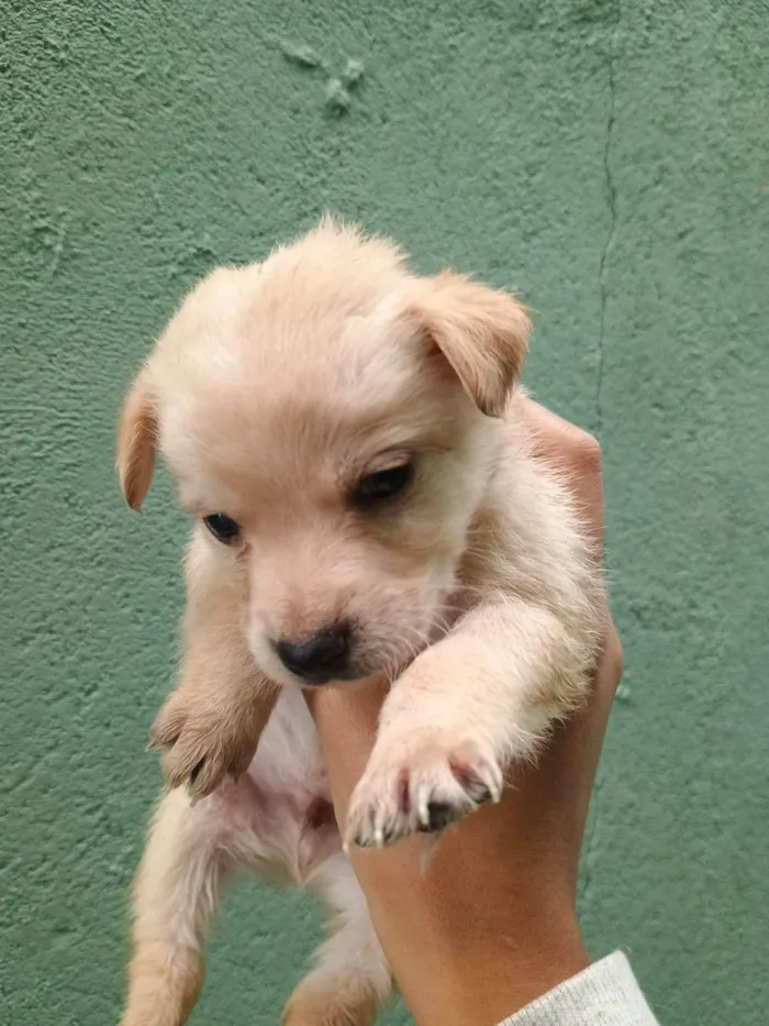 Cachorro ra a SRD-ViraLata idade Abaixo de 2 meses nome Falar com Ícaro - Whats 11 98832-0138