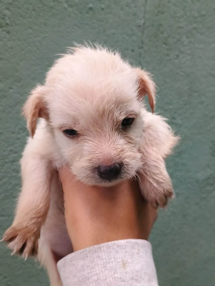 Cachorro ra a SRD-ViraLata idade Abaixo de 2 meses nome Falar com Ícaro - Whats 11 98832-0138