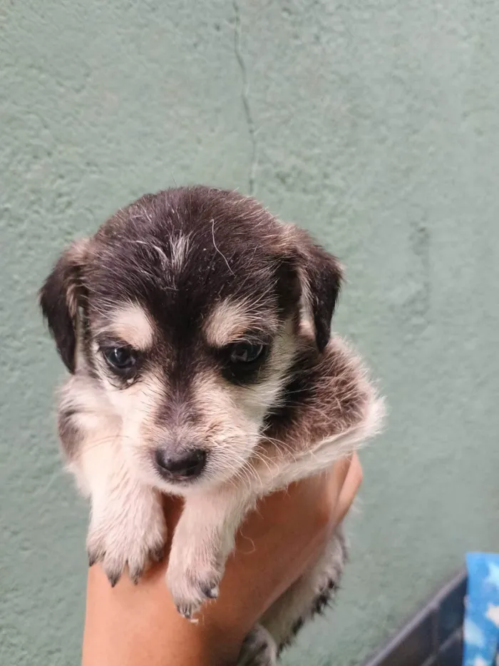 Cachorro ra a SRD-ViraLata idade Abaixo de 2 meses nome Falar com Ícaro - Whats 11 98832-0138