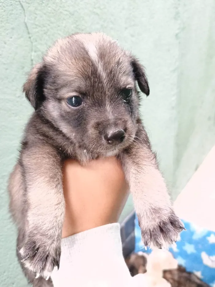 Cachorro ra a SRD-ViraLata idade Abaixo de 2 meses nome Falar com Ícaro - Whats 11 98832-0138