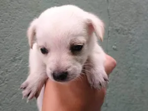 Cachorro raça SRD-ViraLata idade Abaixo de 2 meses nome Falar com Ícaro - Whats 11 98832-0138