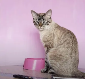 Gato raça SRD-ViraLata idade 2 a 6 meses nome Falar com Eudilene - Whats 11 99216-7309