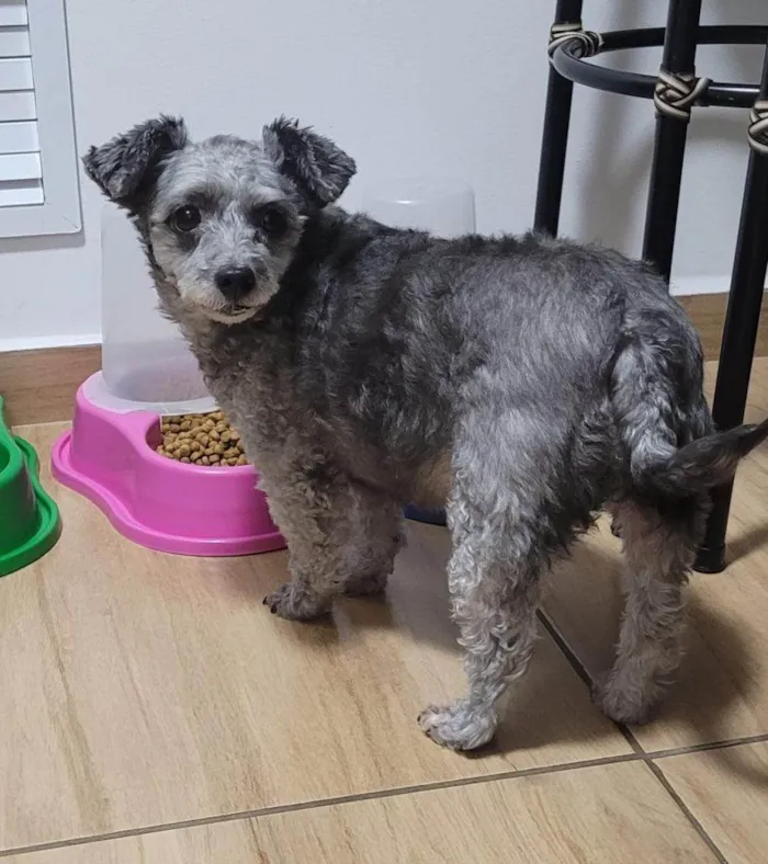 Cachorro ra a Poodle idade 2 a 6 meses nome Falar Eudilene - Whats 11 99216-7309