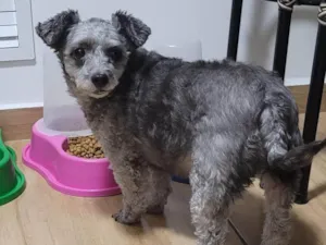 Cachorro raça Poodle idade 2 a 6 meses nome Falar Eudilene - Whats 11 99216-7309