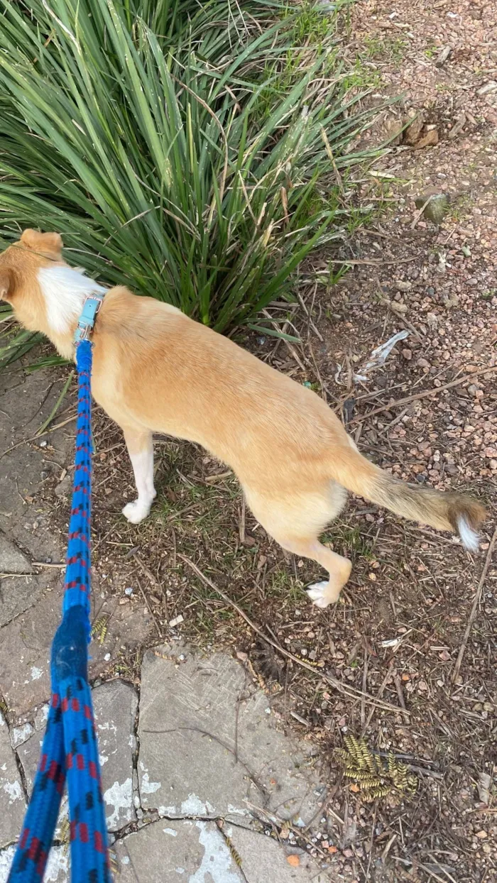 Cachorro ra a SRD-ViraLata idade 1 ano nome Skipper